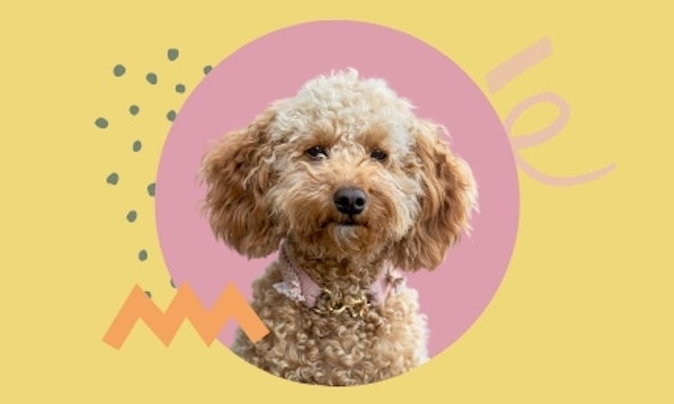Der Hundeblog über Bürohunde