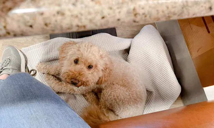 Welcome Hotel Wesel mit Hund