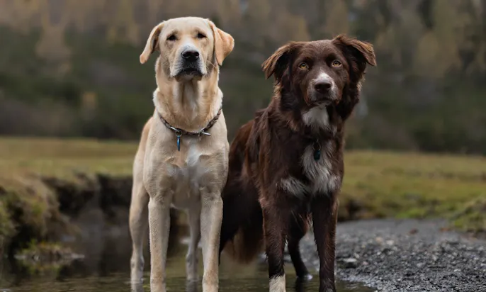 Wandern mit Hunden im Filzmoos