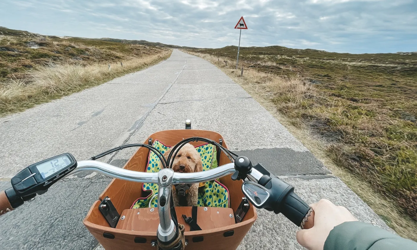 Lastenrad für Hunde