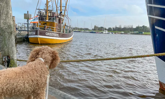 Hafen in Greetsiel mit Hund