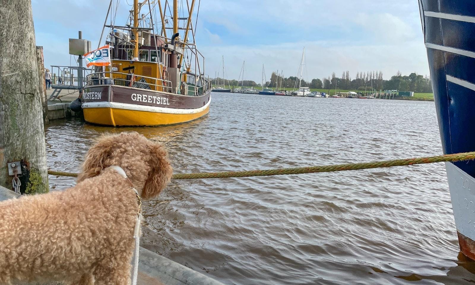 Hafen in Greetsiel mit Hund