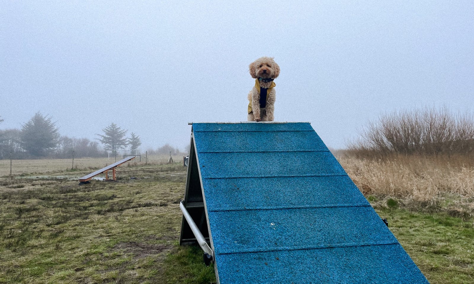 Agilityplatz in Blavand mit Hund