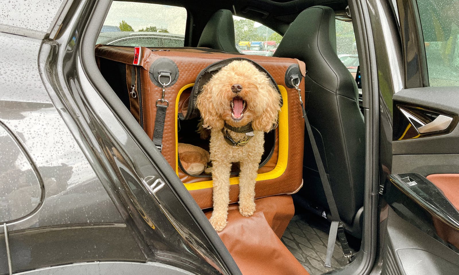 Pudel Java in der Tami Hundebox für den Rücksitz in Größe S im VW ID.4