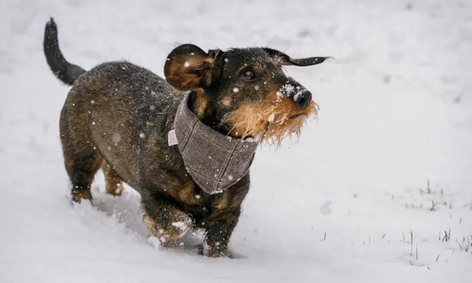 Dackel im Schnee mit Bandana
