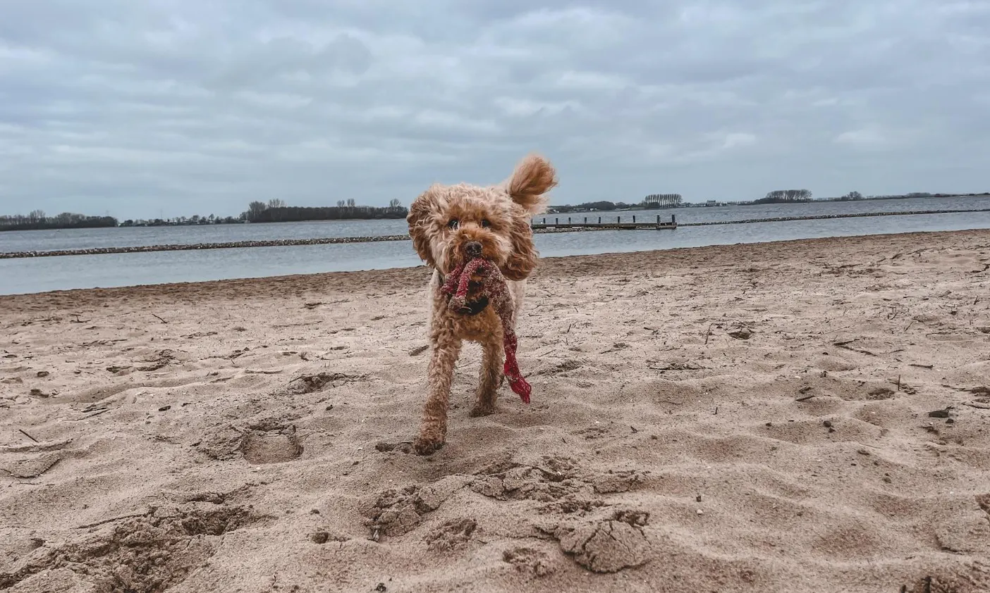 Hundespielzeug für den Strand