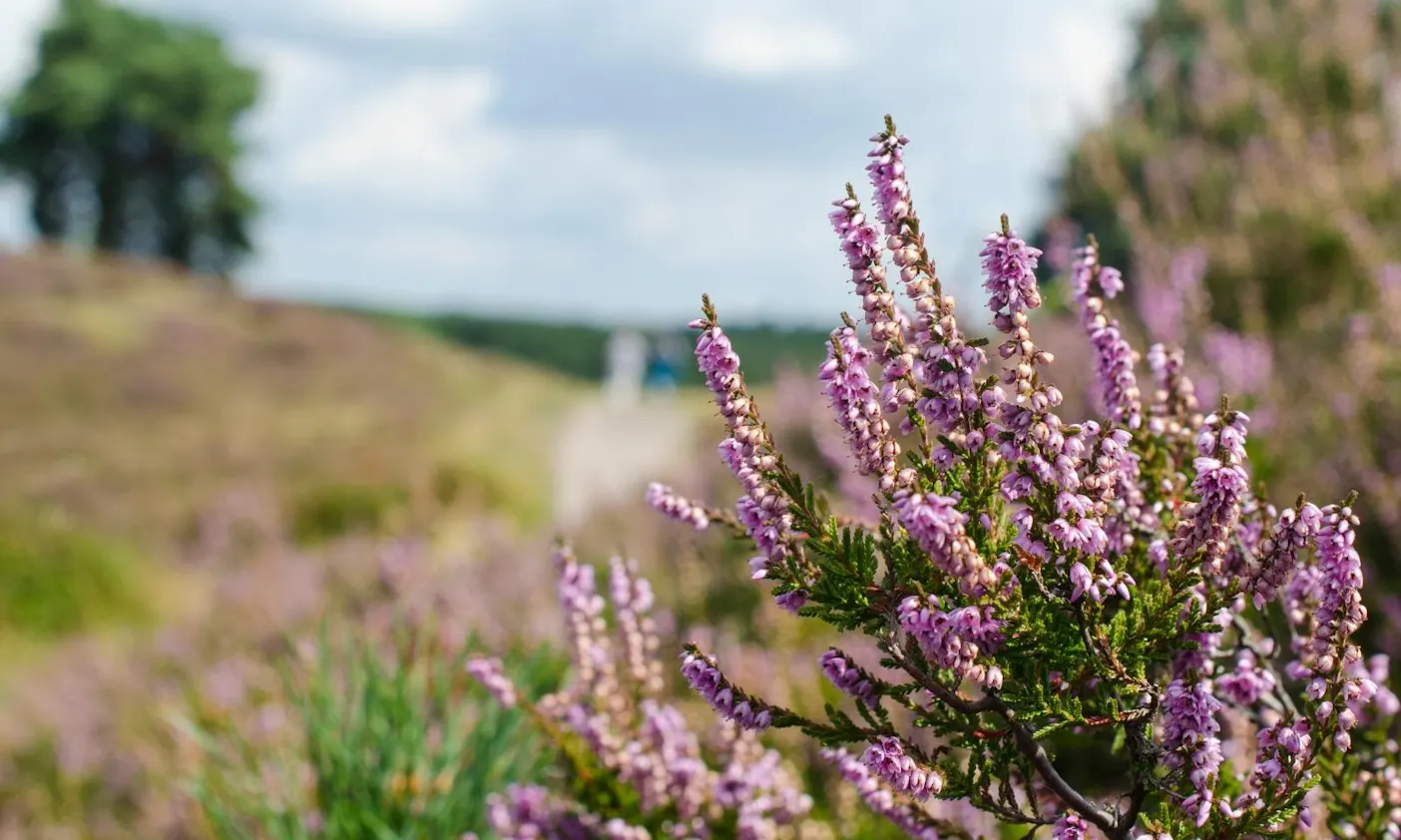 Braderuper Heide auf Sylt mit Hund