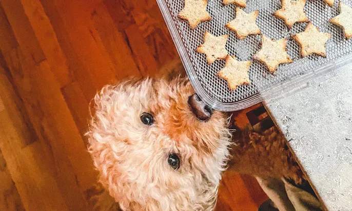 Leckerlis für Hunde selber machen