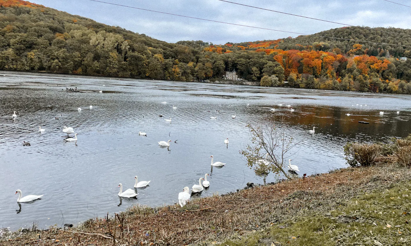 Schwäne auf dem Hengsteysee im Herbst