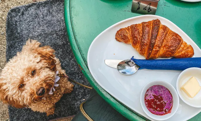 Café Oswaldz mit Hund