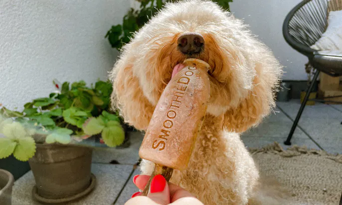Pudelmischling Java isst ein Eis aus einem Smoothie Dog Smoothie