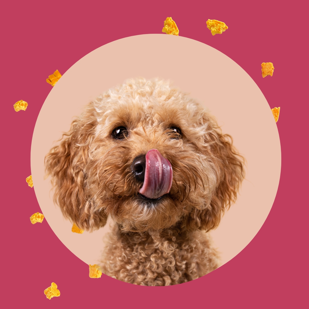 Hundefreundliche Rezepte, Torten, Leckerlis