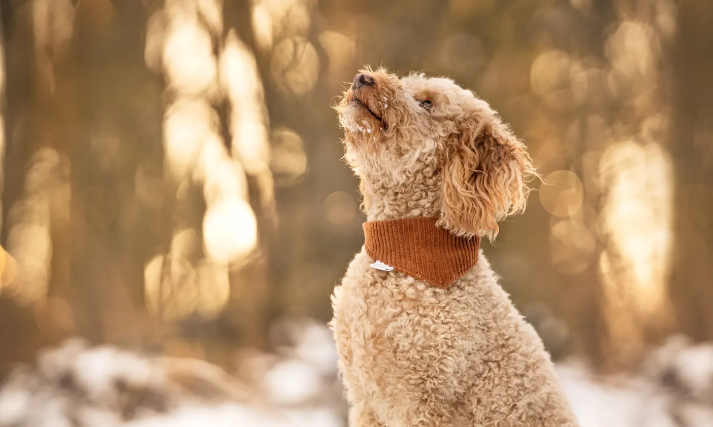 Mini Goldendoodle Java