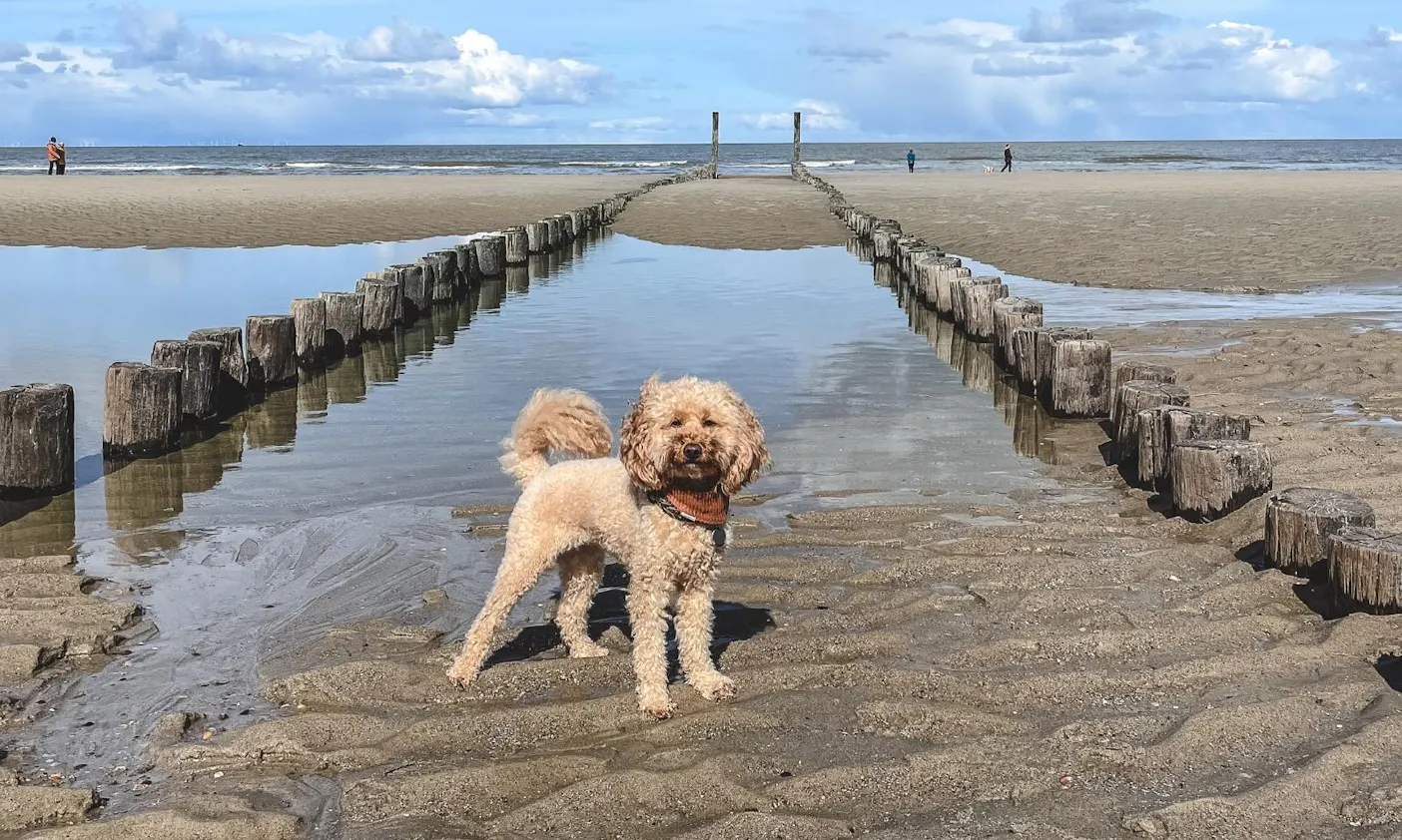 Travel Guide Zeeland mit Hund