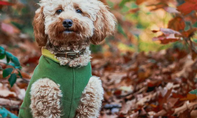 Goldendoodle mit Wintermantel