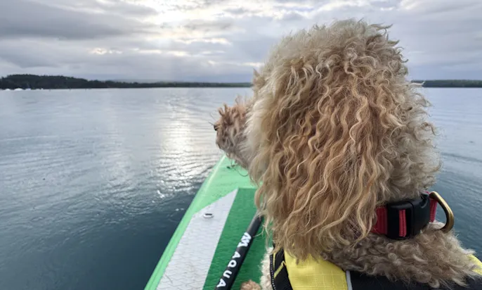 Hund auf dem Steinberger See
