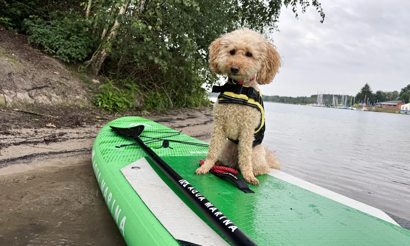 Doodle auf einem SUP am Steinberger See