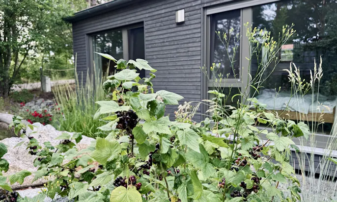 Stachelbeeren