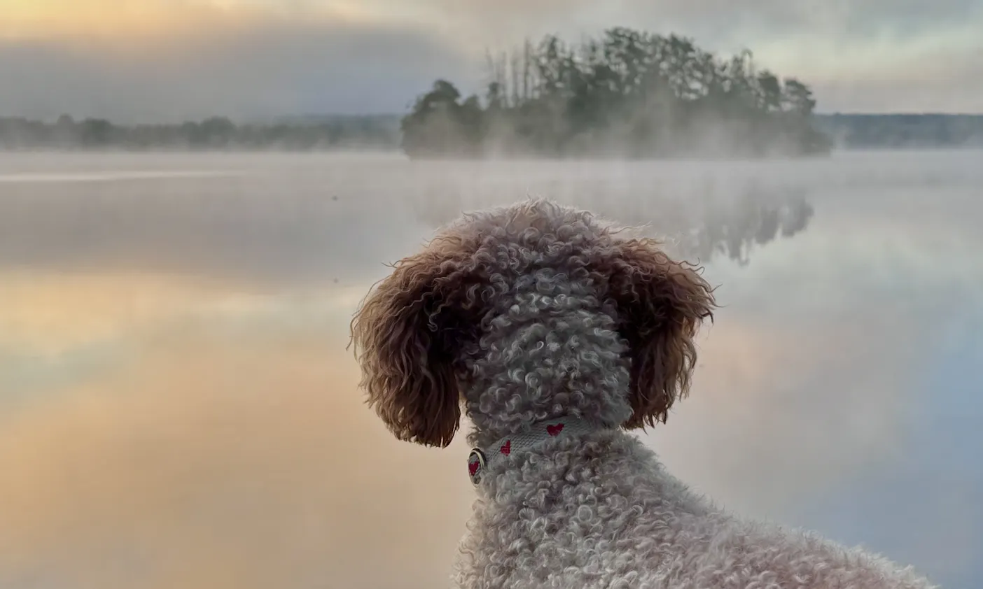 Golden Doodle im Chalet Resort am Steinberger See