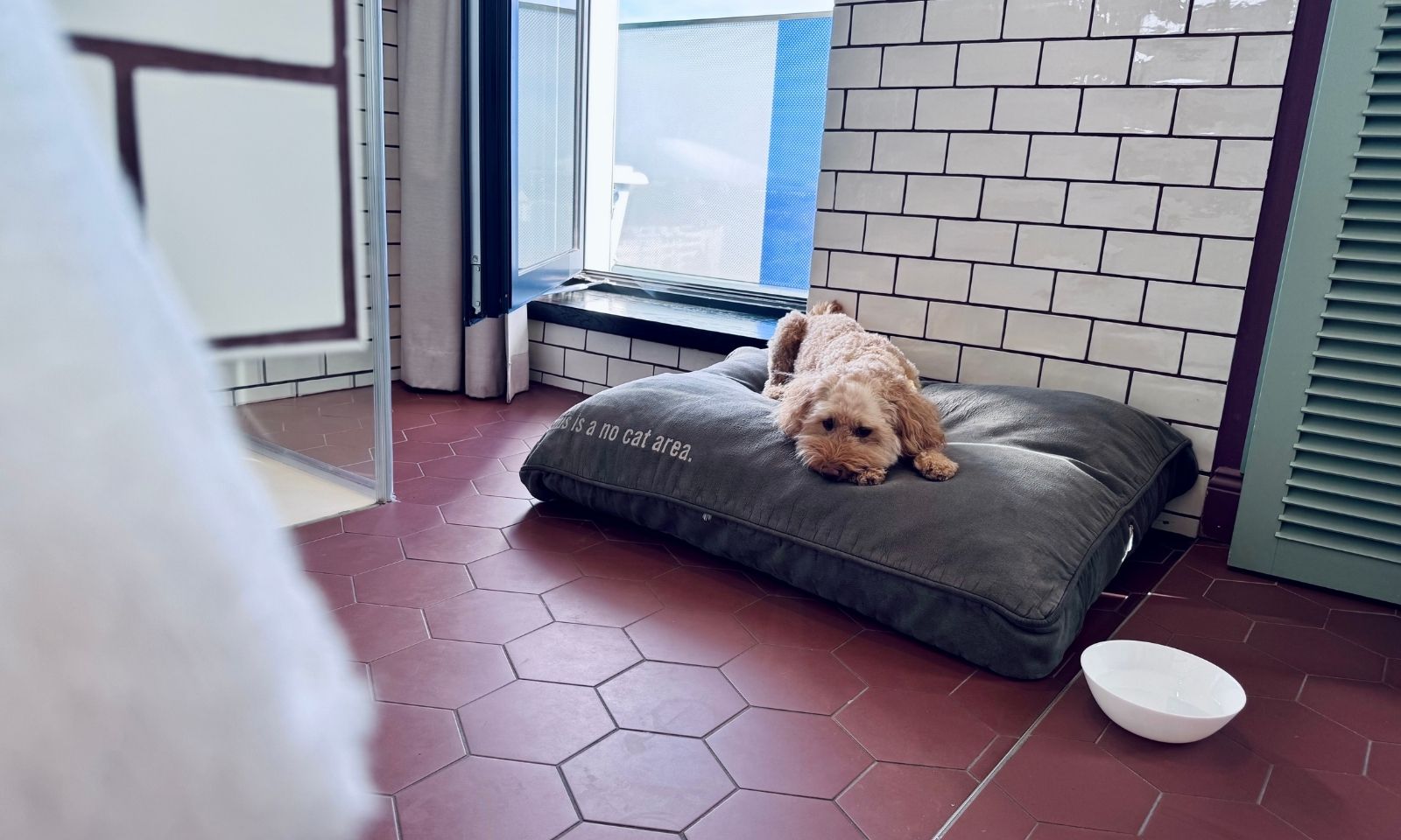 Goldendoodle auf dem Hundebett im Hotelzimmer
