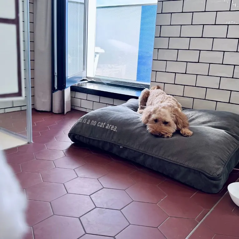 Goldendoodle auf dem Hundebett im Hotelzimmer