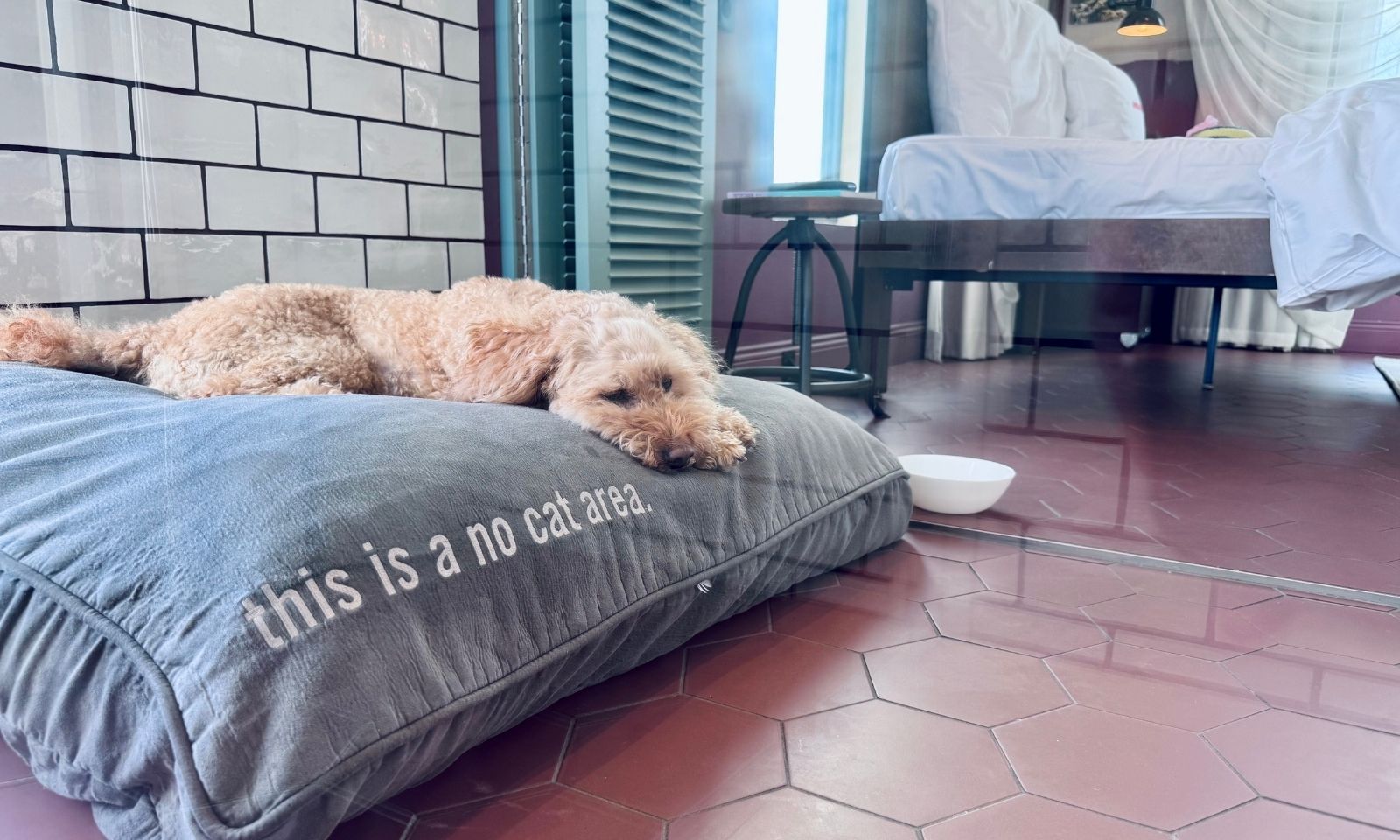 Goldendoodle auf dem Körbchen im Hotelzimmer im 25hours Hotel in Düsseldorf