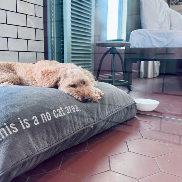 Goldendoodle auf dem Körbchen im Hotelzimmer im 25hours Hotel in Düsseldorf