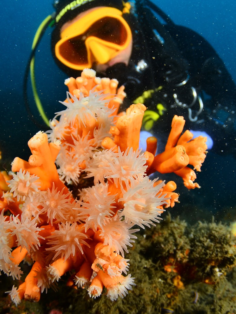 Corail planté par Coral Guardian
