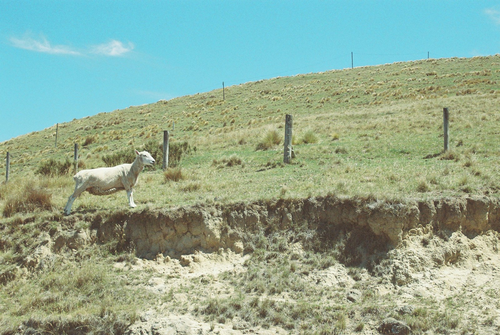 A sheep standing on a hill 