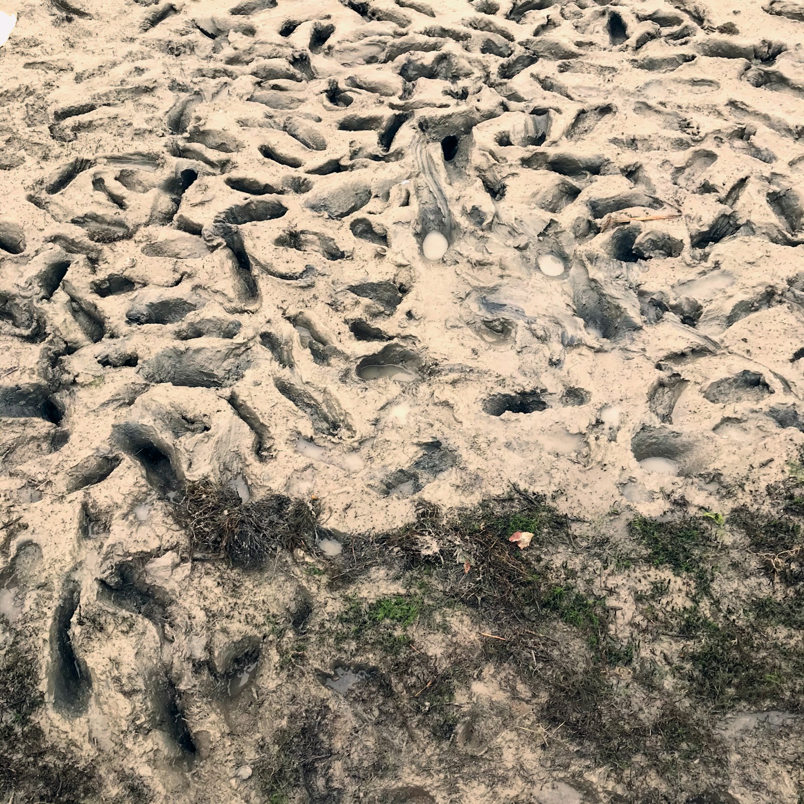 Footprints in mud