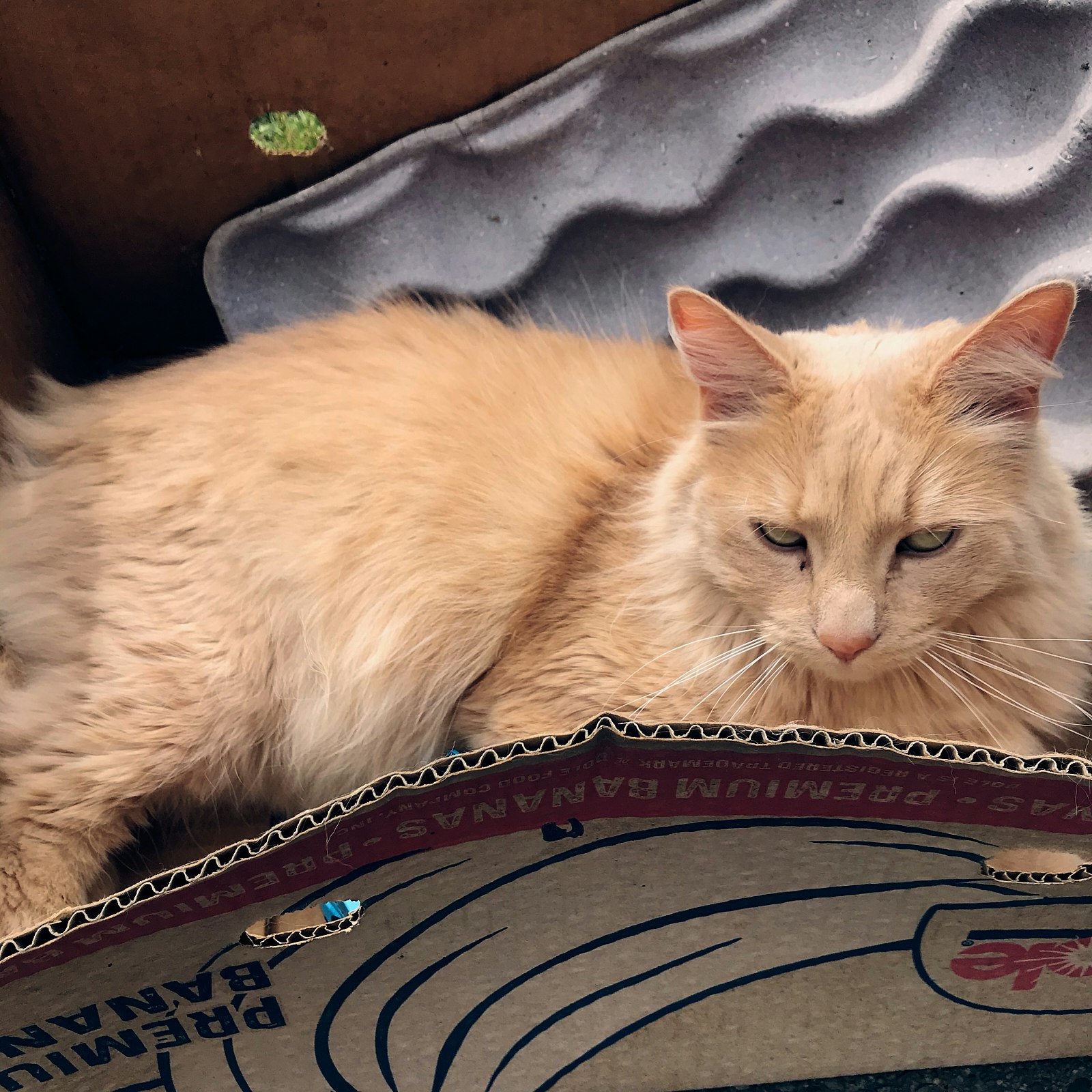 A cat in a cardboard box