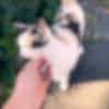 A hand petting a cat on the street