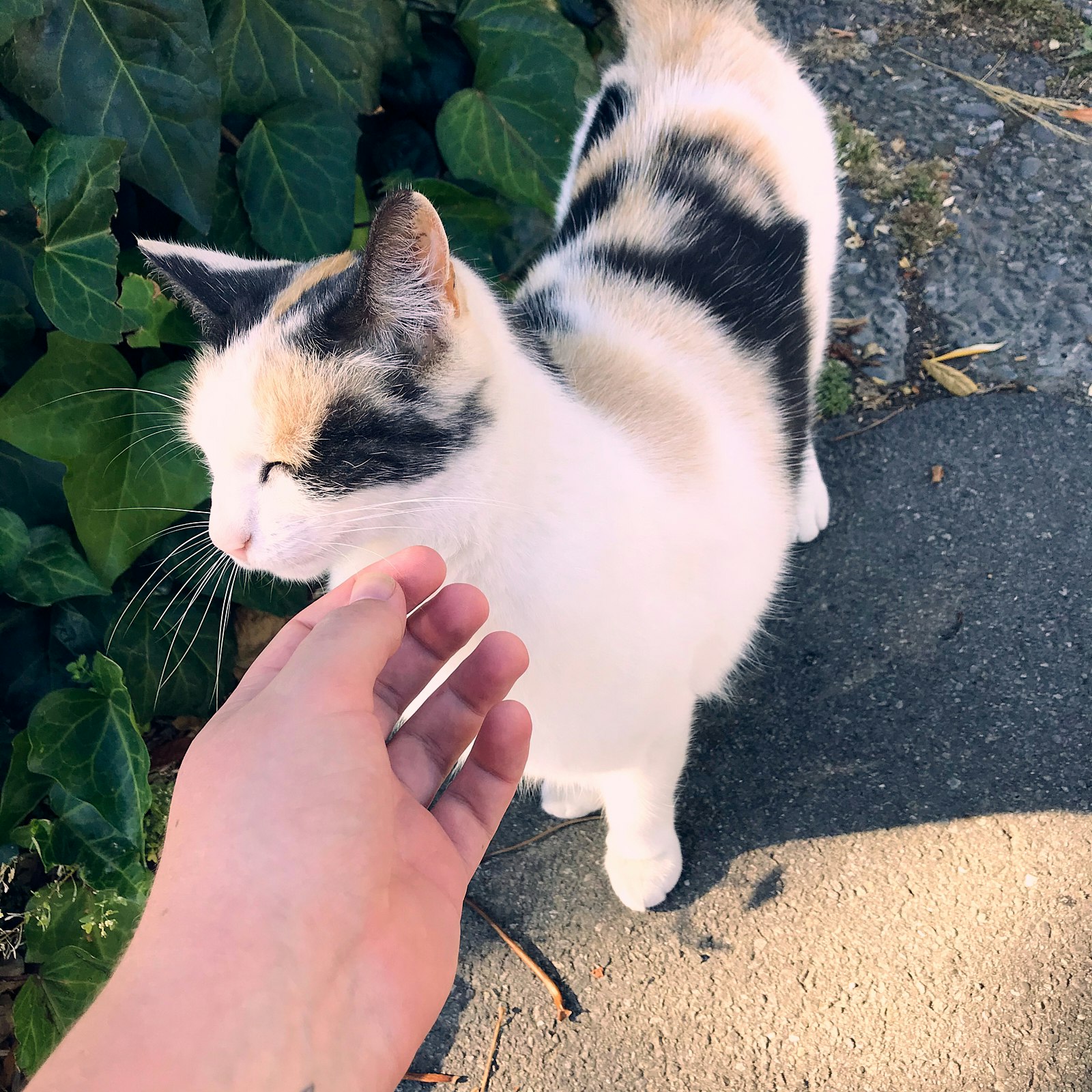 A hand petting a cat on the street