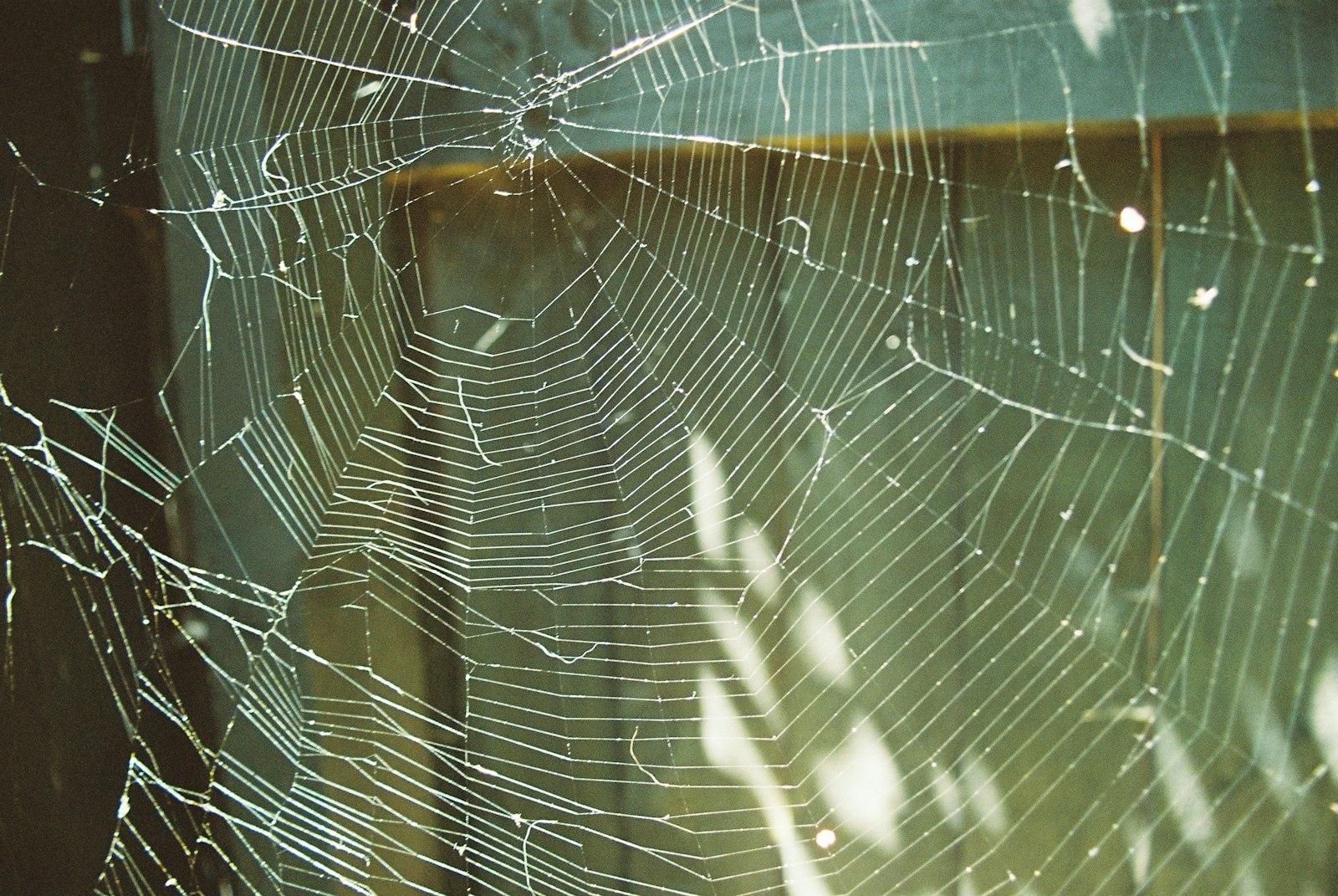 A spiderweb lit by sun