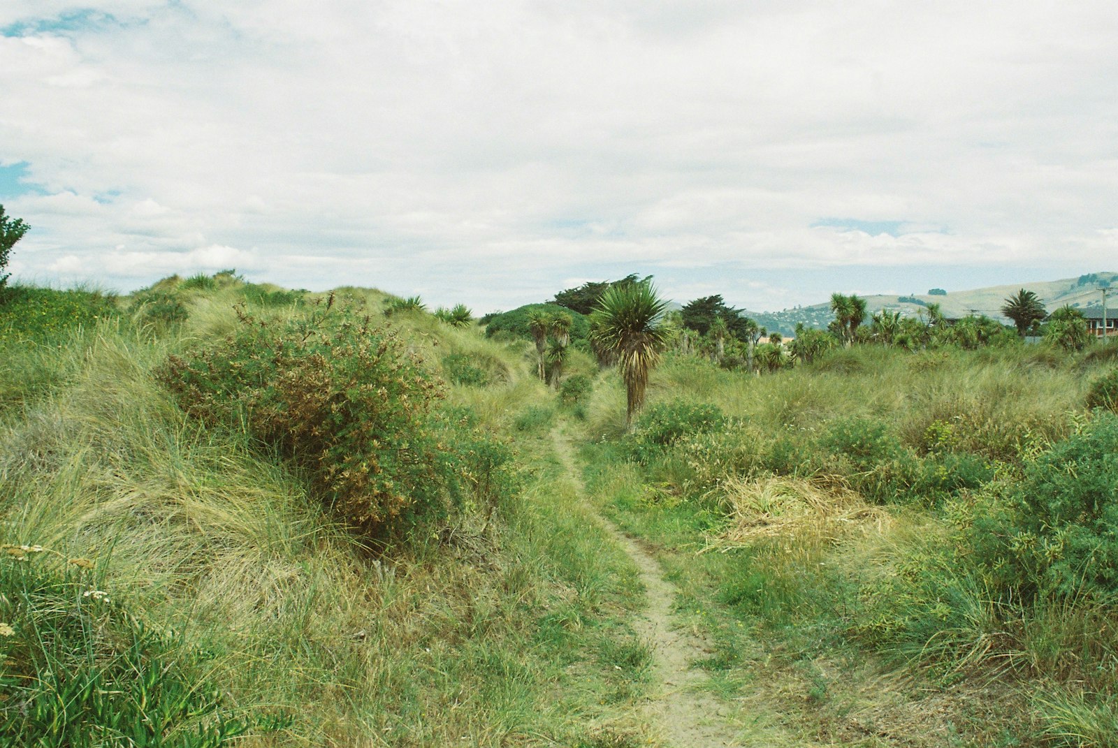 A path through sand dunes covered in grasses 