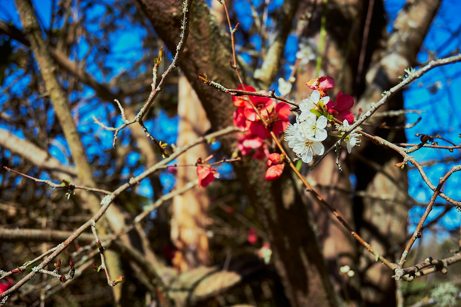 Close up of flowers