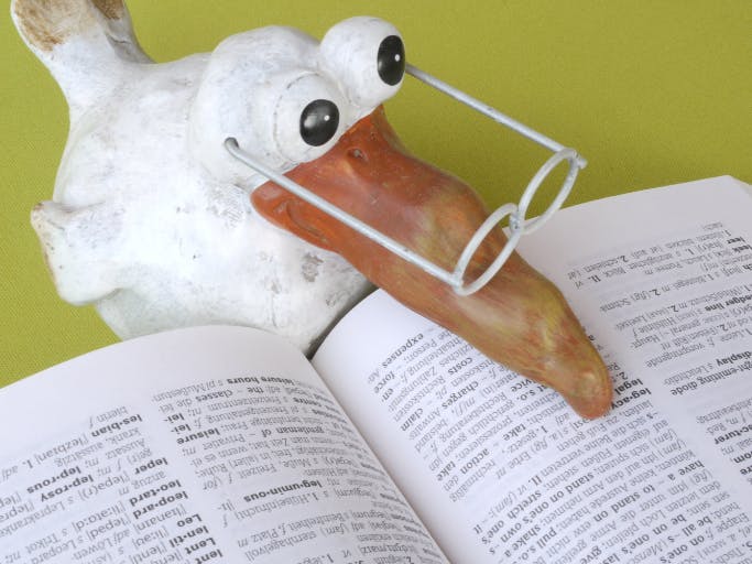 clay bird with glasses reading book