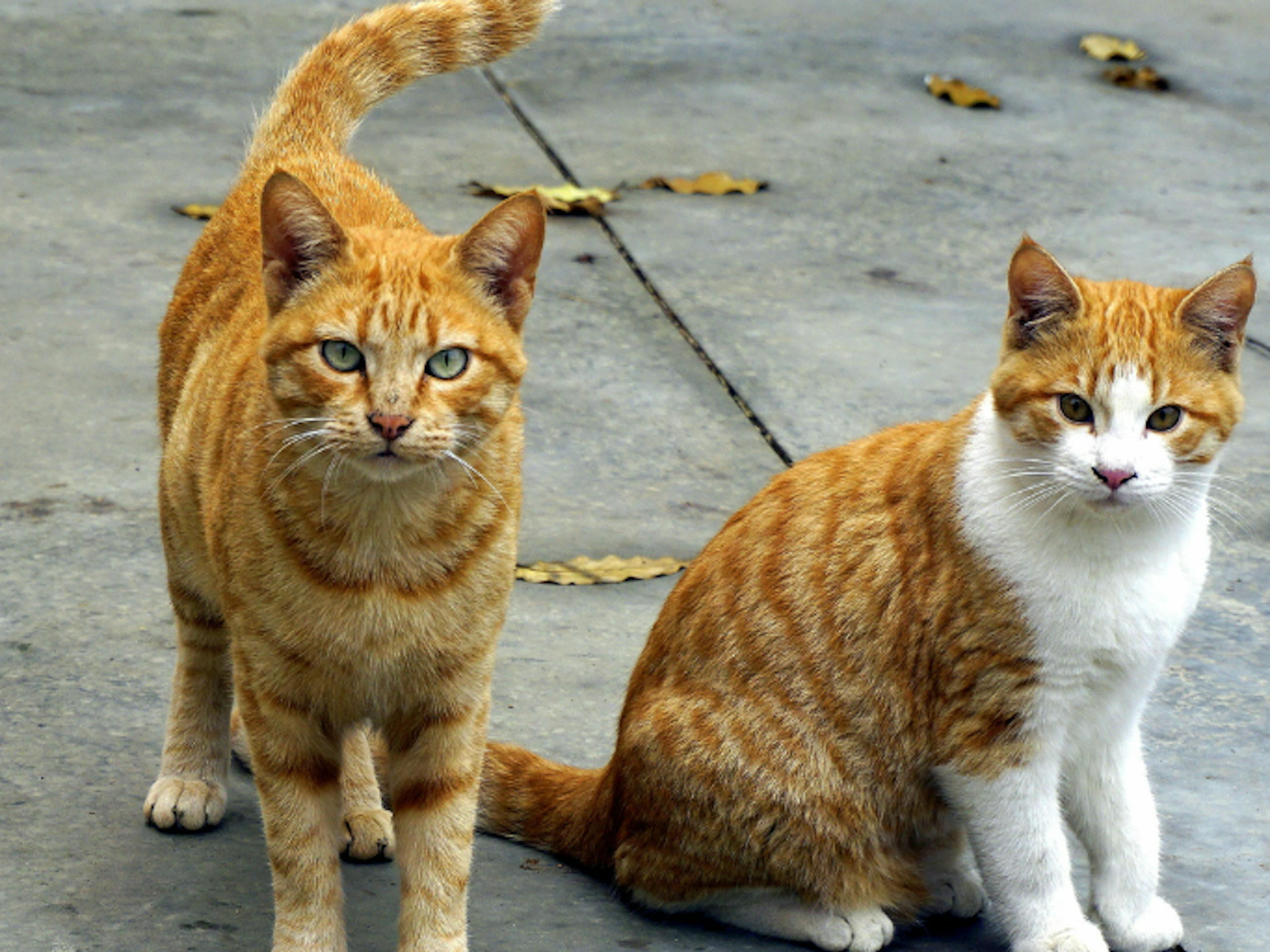 two cats