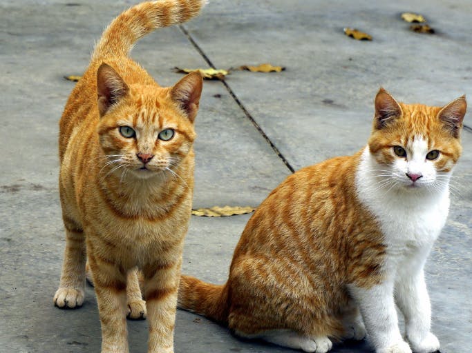 two cats