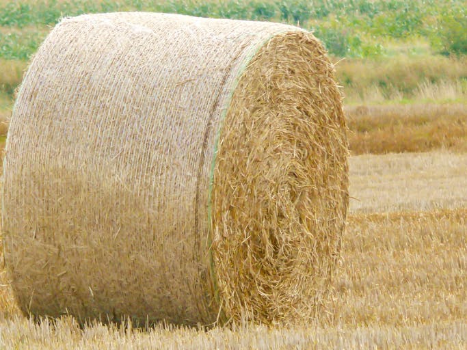 hay bale in a field