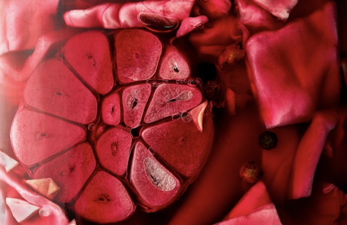 Closeup pickling jar with garlic, cabbage leaves and allspice berries in pink brine.