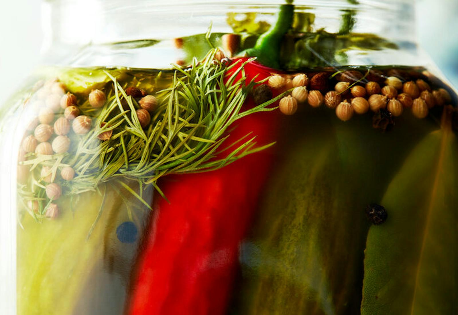 Close-up pickling jar with cucumbers, dill, chili pepper, bay leaf, peppercorns and coriander seeds. 