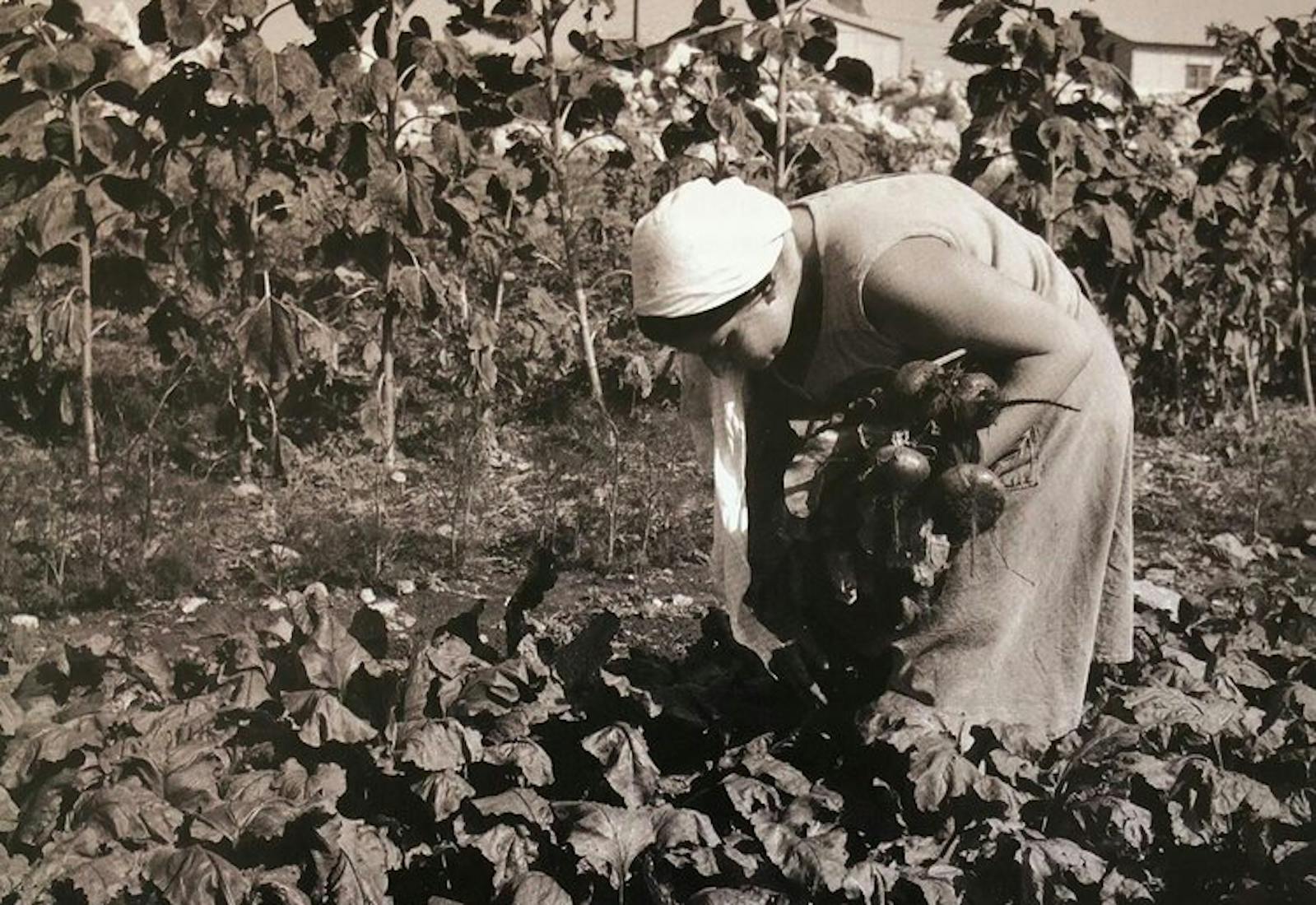A local neighbor harvesting beets in Yodfat in 1984.