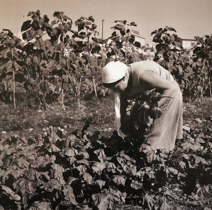 A local neighbor harvesting beets in Yodfat in 1984.