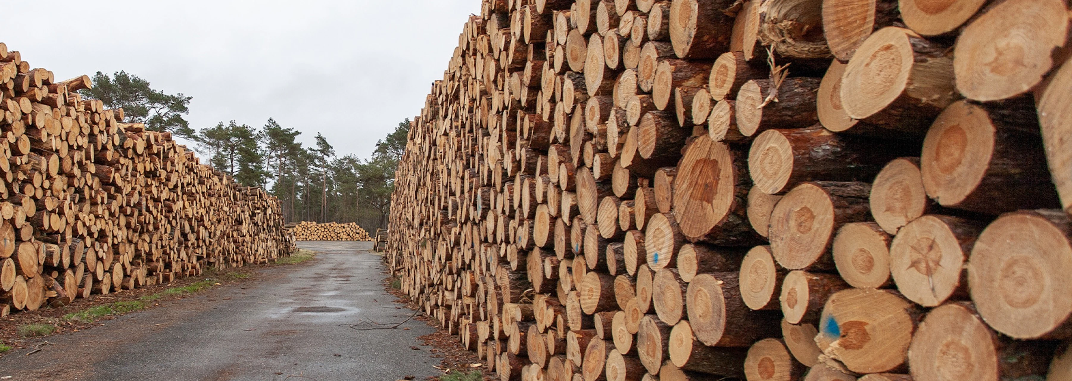 Stacks of raw lumber marked outside