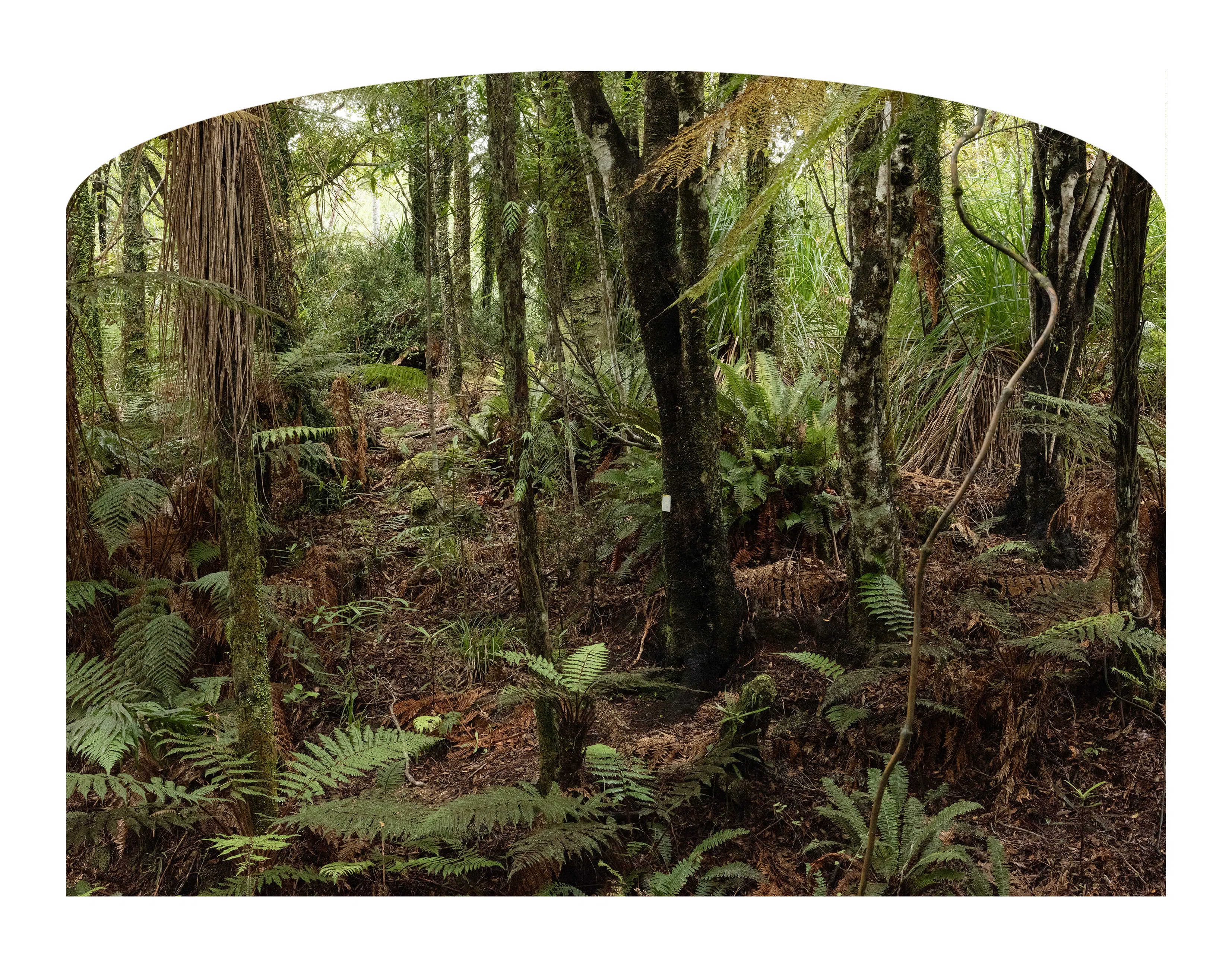 Caroline McQuarrie Jhana Millers Gallery