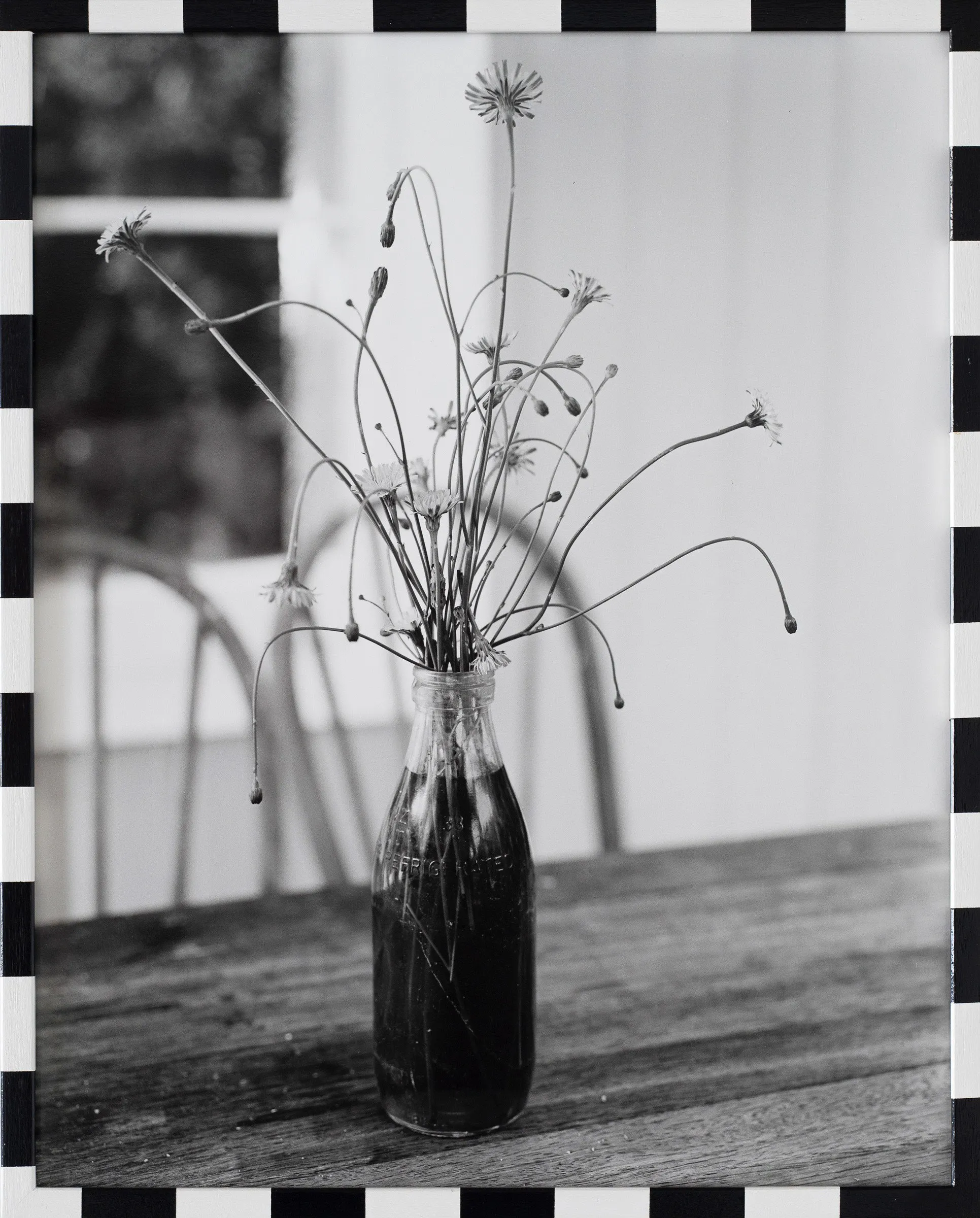 Untitled (dandelions) by Harry Culy