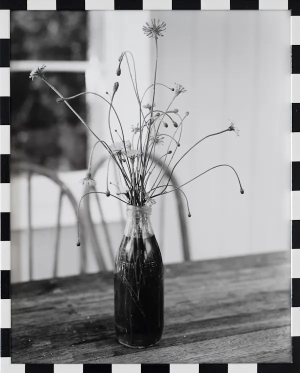 Untitled (dandelions) by Harry Culy