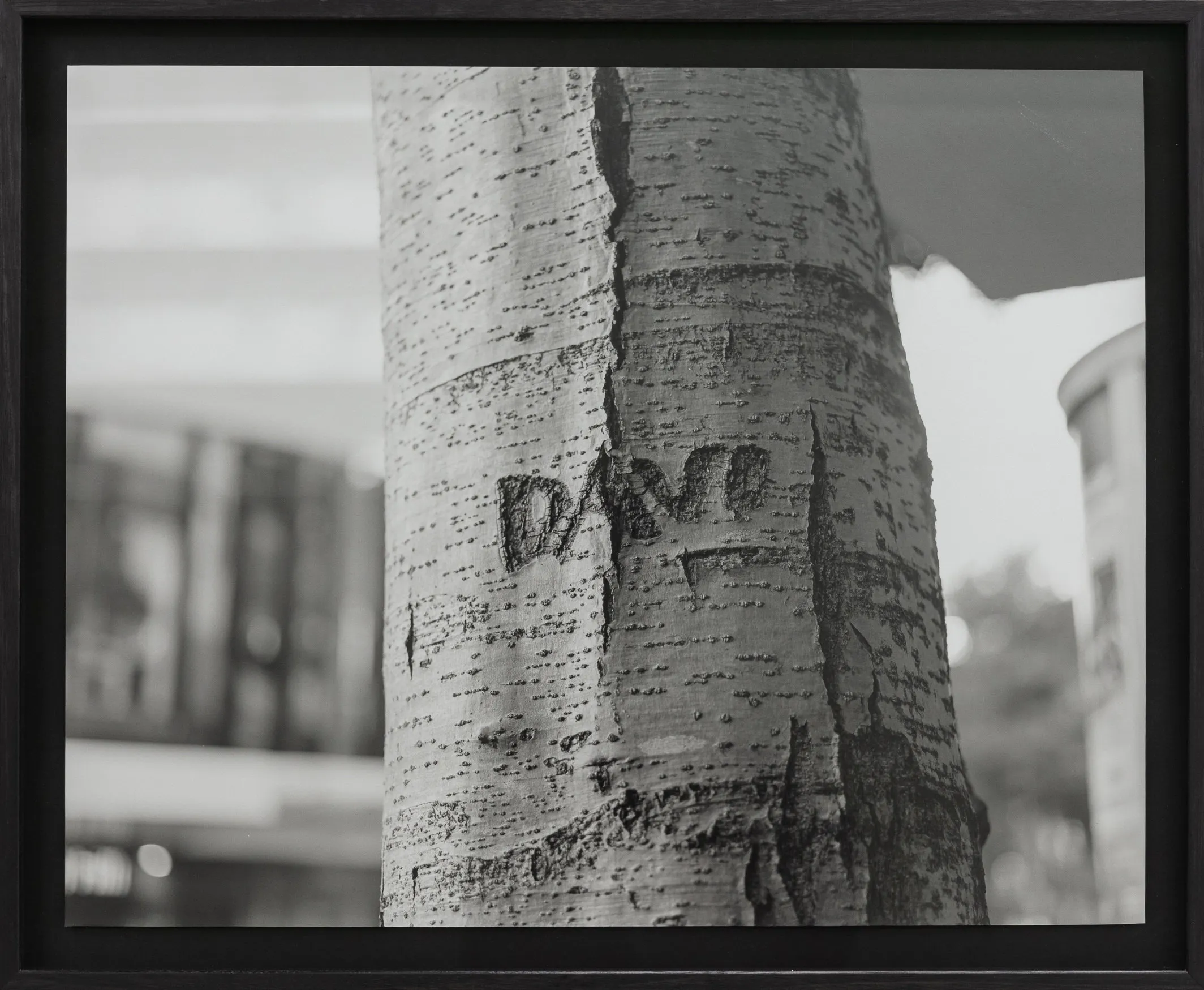 Untitled (Davo), Wellington, New Zealand by Harry Culy