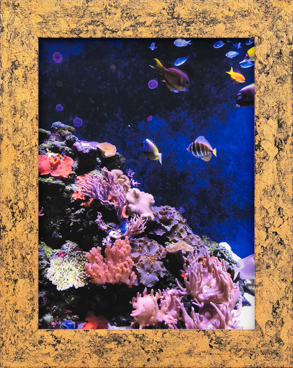 Coral Reef Tank by Erica van Zon